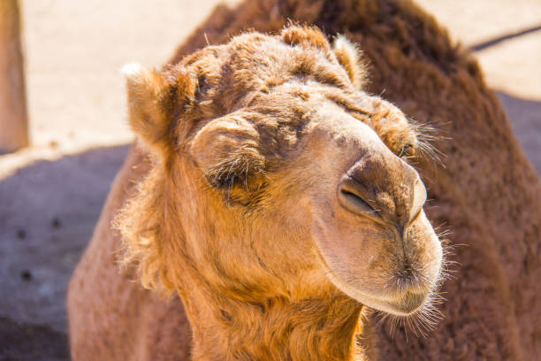 The camel in Inner Mongolia, China