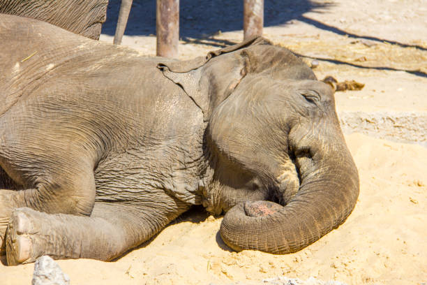 Asian elephant sleeping on the floor in a meadow