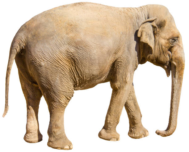 istock A big asian elephant, isolated on white background 1137327747