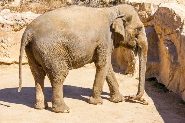 istock A big asian elephant, standing on a park 1137327760