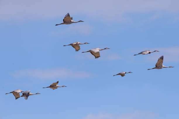 Group of Greater Sandhill Cranes in Flight