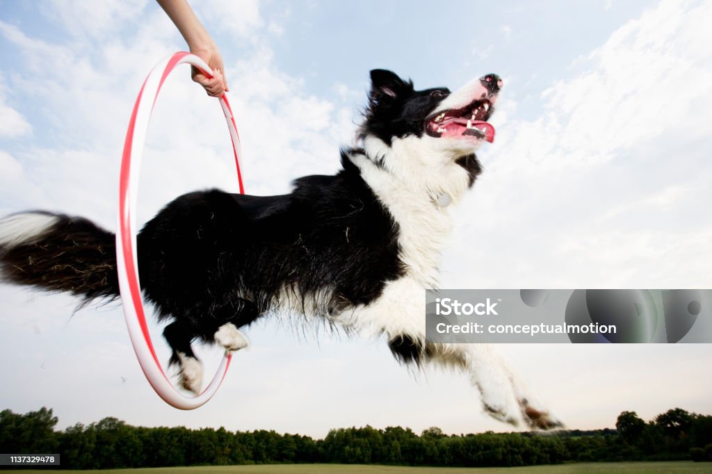 A dog jumping through a hoop A sheepdog jumping through a hoop Dog Stock Photo