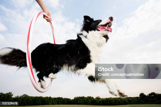 A Dog Jumping Through A Hoop Stock Photo - Download Image Now - Dog, Animal Tricks, Stunt