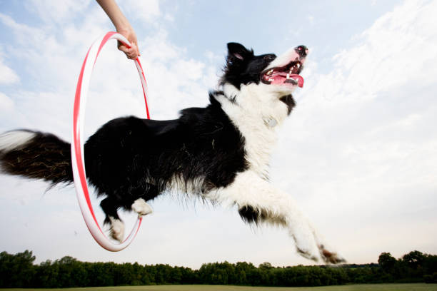 um cão que salta através de uma aro - animal treinado - fotografias e filmes do acervo