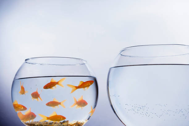 pez dorado mirando un tazón vacío - fishbowl crowded goldfish claustrophobic fotografías e imágenes de stock