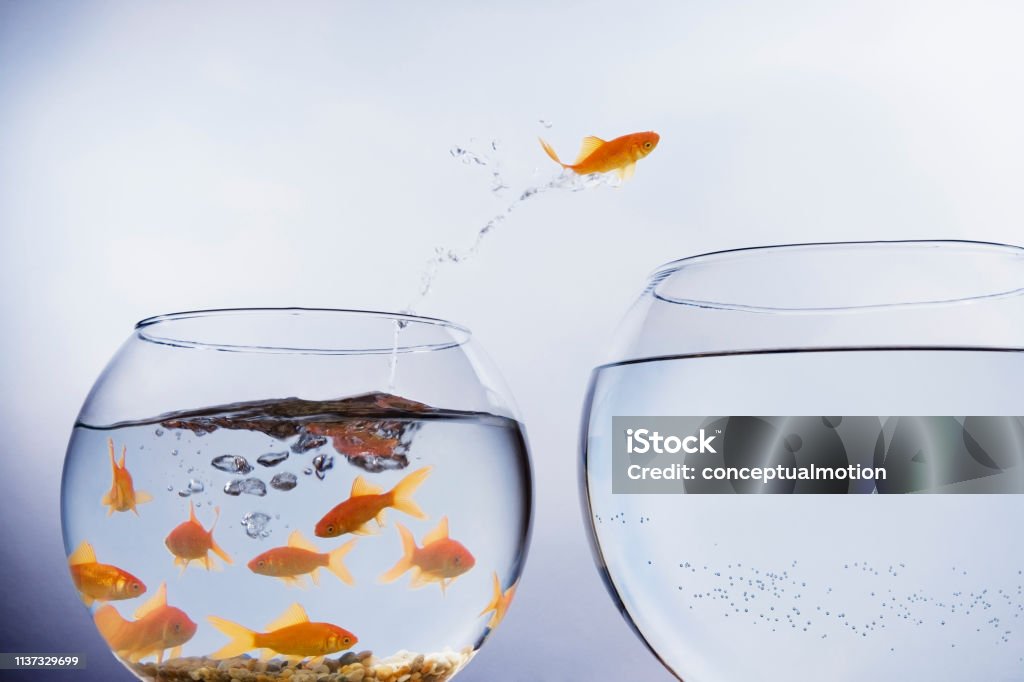 Goldfisch springt zu einer größeren Schüssel - Lizenzfrei Veränderung Stock-Foto