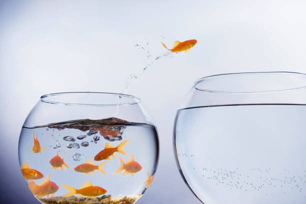 Goldfish jumping to a larger bowl Goldfish jumping to a larger bowl animals in captivity photos stock pictures, royalty-free photos & images