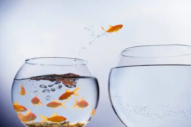 Photo of Goldfish jumping to a larger bowl