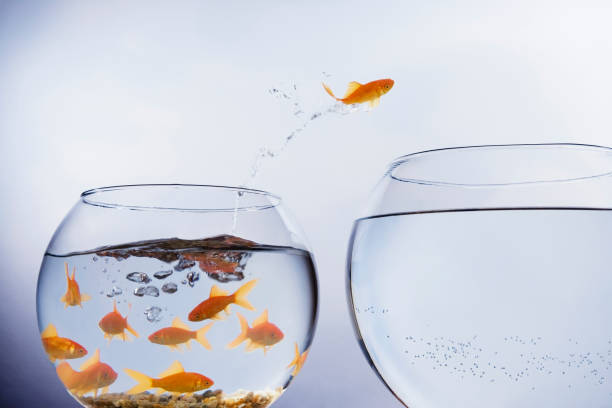 goldfish jumping to a larger bowl - independence imagens e fotografias de stock