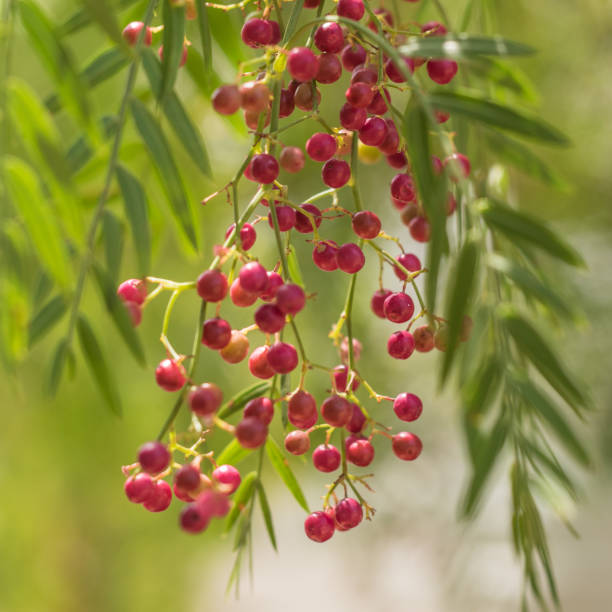 istock A pink pepper tree with peppercorns, Schinus molle also known as Peruvian pepper tree 1137329705