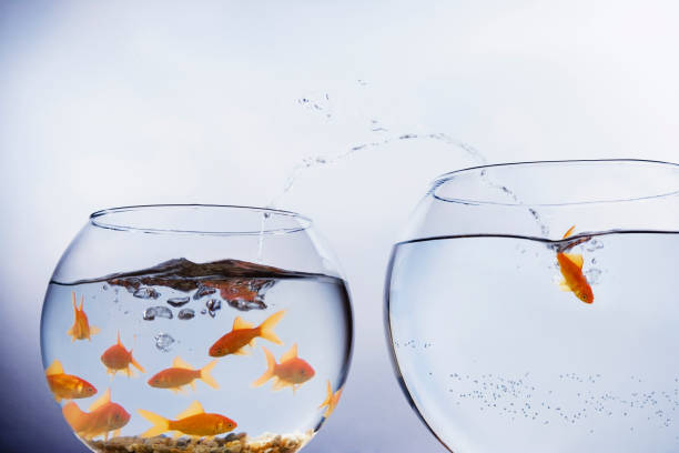 istock Goldfish jumping to a larger bowl 1137330804