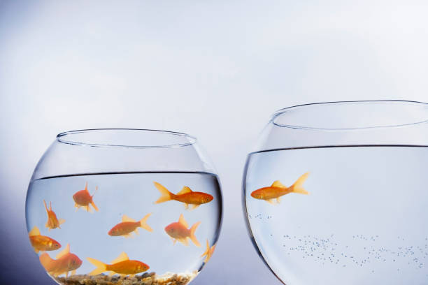 istock Goldfish that has escaped a crowded bowl 1137331643
