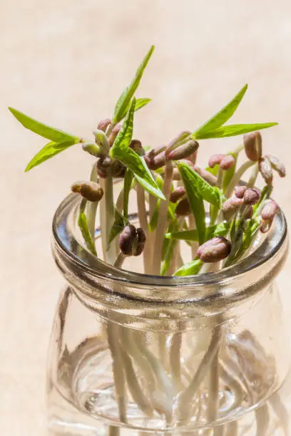 Photo of Healthy green bean sprouts, mung beans