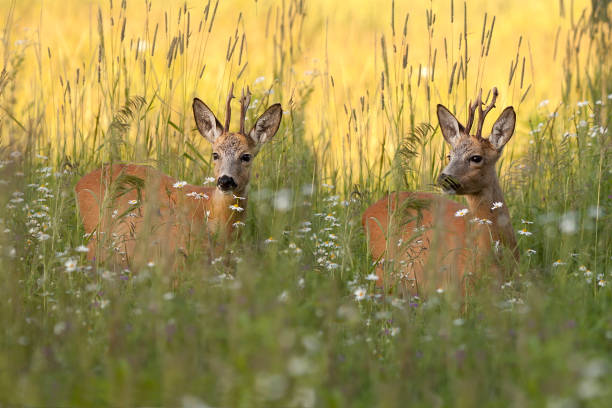 istock Buck deers in a clearing 1137331947