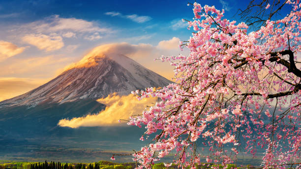 istock Fuji mountain and cherry blossoms in spring, Japan. 1137333157