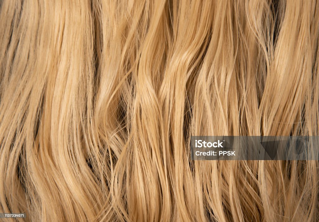 blond auburn ladies hair.  curly and slightly wet from washing against a black jumper background.  Long hair extensions with waves and bright color. cleaned and brushed hair naturally drying and damp in the ends.  Healthy beautiful salon style of good length and bright color. Hair Stock Photo