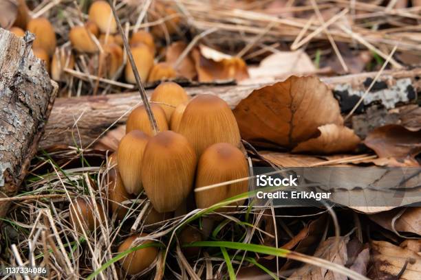 Glistening Inkcap Mushrooms Growing In Winter Stock Photo - Download Image Now - Beauty, Beauty In Nature, Brown