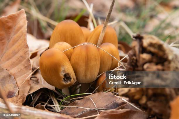 Glistening Inkcap Mushrooms Growing In Winter Stock Photo - Download Image Now - Beauty, Beauty In Nature, Brown