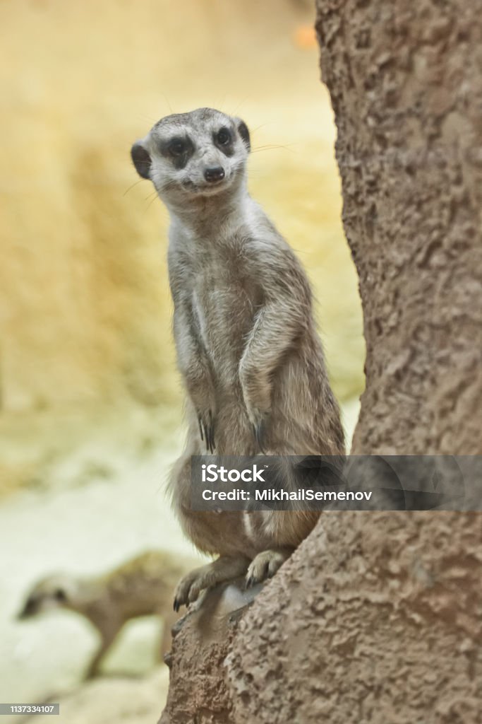 Watchful Meerkat An Animal On A Rock On A Sandy Background Meerkat Timon  Stock Photo - Download Image Now - iStock
