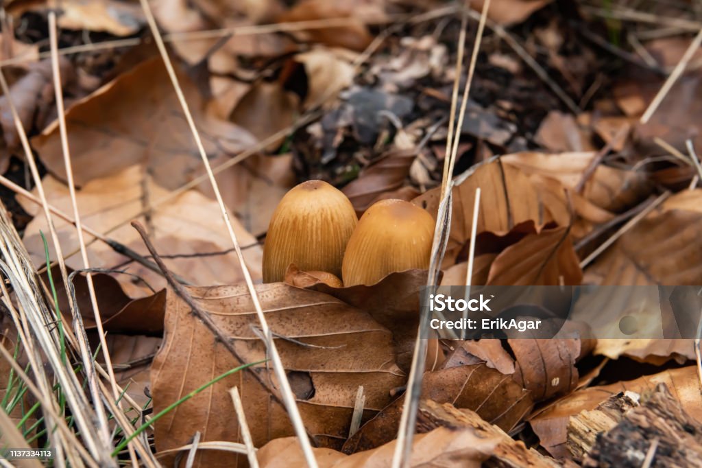 Glistening Inkcap Mushrooms Growing in Winter Glistening inkcap (Coprinellus cf. micaceus) mushrooms growing in winter. Beauty Stock Photo