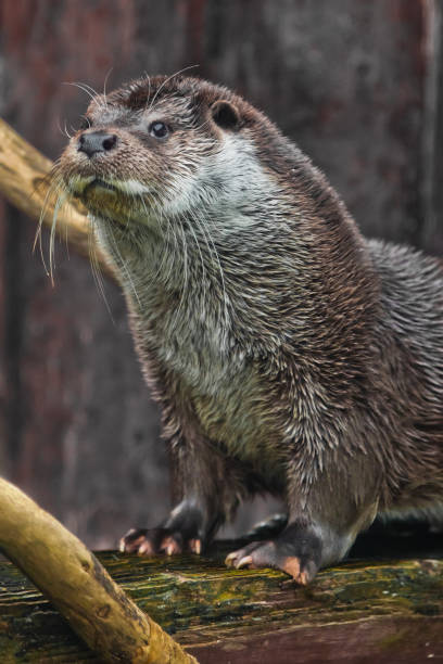 istock The muzzle of a river animal is an otter full face 1137334816