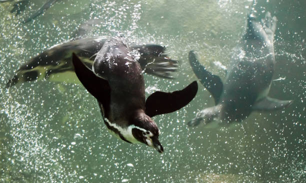 istock Many (several, three) penguins swim swiftly and deftly in the water 1137334818