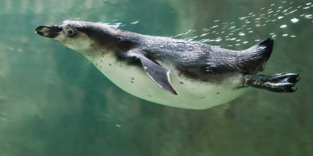istock A clever penguin swims in turquoise water 1137334869