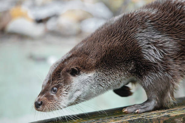 istock Otter close up in profile. The muzzle and front paws are a fluffy predatory water 1137335101