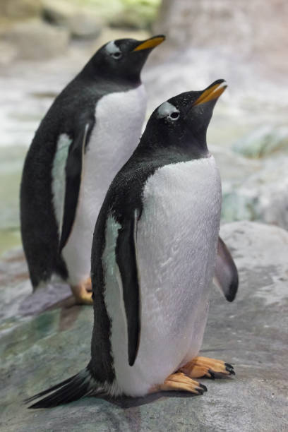 istock A penguin stands with its beak up to the top. 1137335865