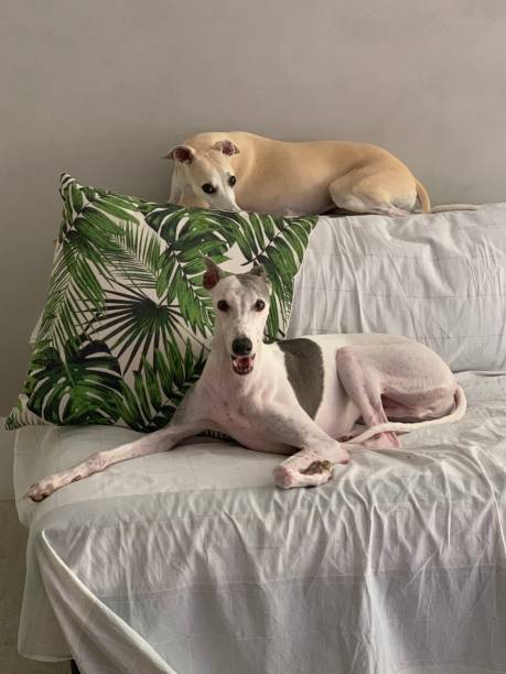 istock Dogs - Whippets are the best 1137335976