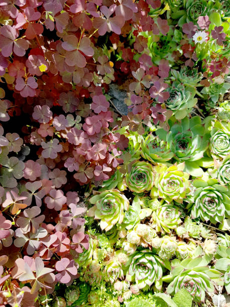 istock Flowers in garden. 1137336124