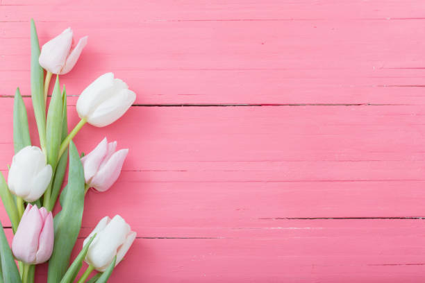 ピンクの木の背景にチューリップの花 - チューリップ ストックフォトと画像