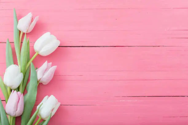 Photo of tulips flowers on pink wooden background