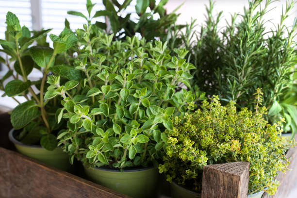 selección de hierbas culinarias frescas - herb garden healthy eating freshness marjoram fotografías e imágenes de stock