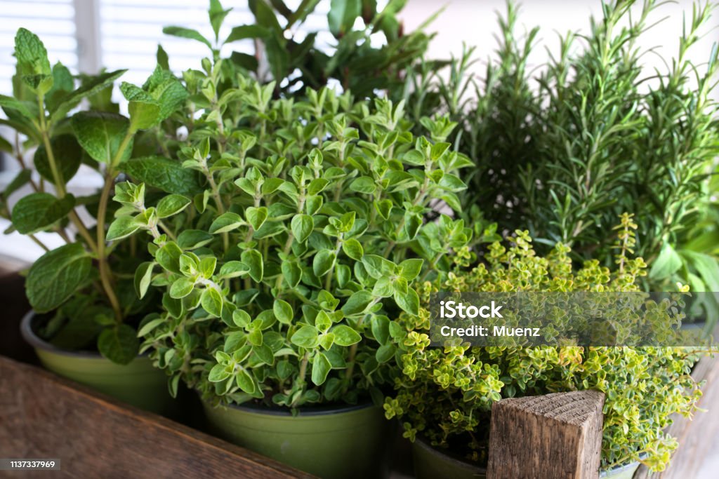 Selection of fresh culinary herbs Selection of fresh culinary herbs in a old wooden box Herb Stock Photo