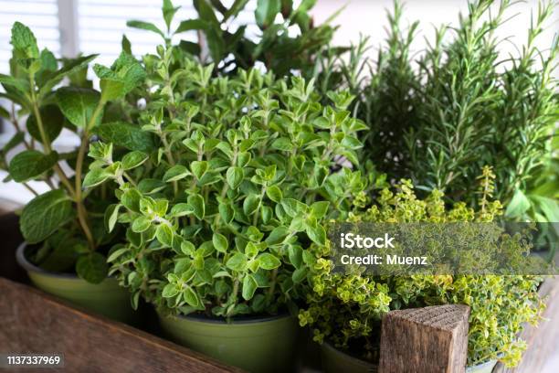 Selection Of Fresh Culinary Herbs Stock Photo - Download Image Now - Herb, Herbal Medicine, Herb Garden