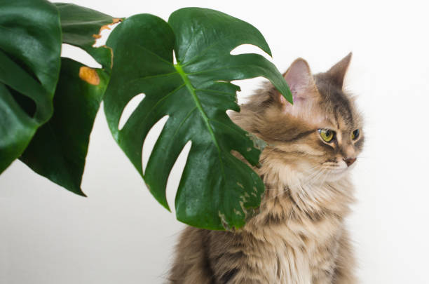 istock cat guilty look, green leaf plant 1137338680