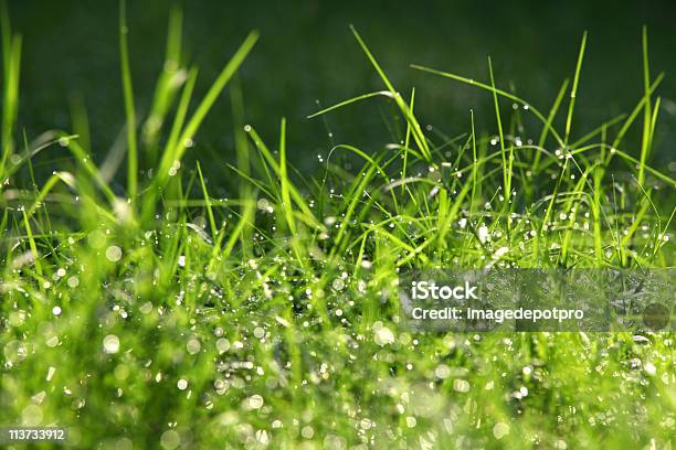 Photo libre de droit de Vert Herbe banque d'images et plus d'images libres de droit de Fléole des prés - Fléole des prés, Jardin de la maison, Mouillé