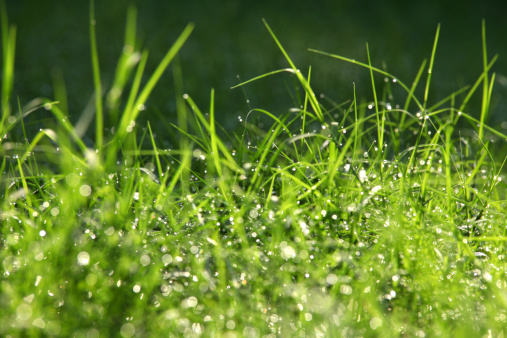 close up shot of green grass and dew drops.