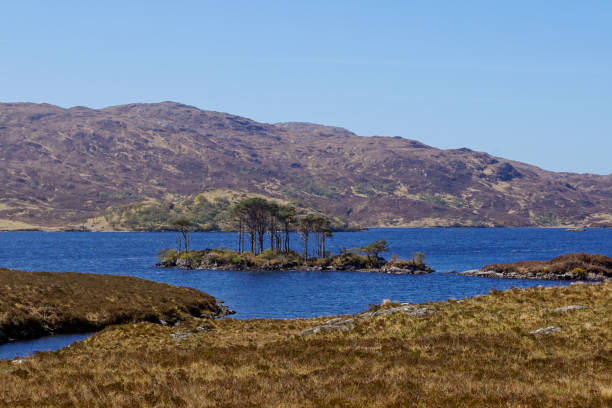 istock Trees on an island in Loch Assynt, Scotland 1137340312