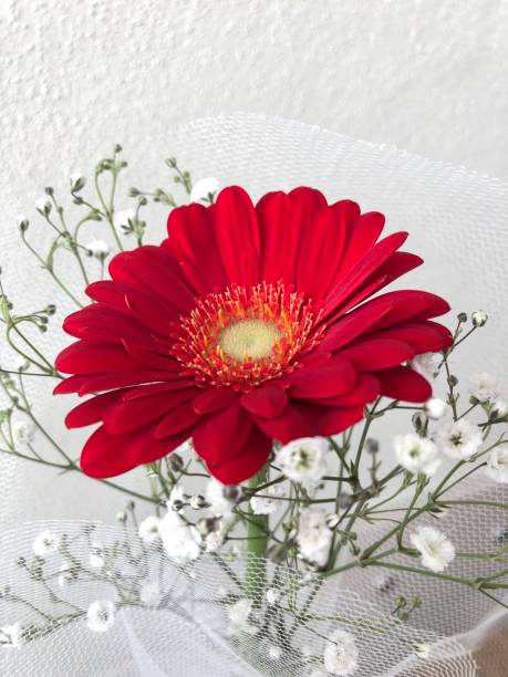 gerbera daisy, flor roja - perfection gerbera daisy single flower flower fotografías e imágenes de stock