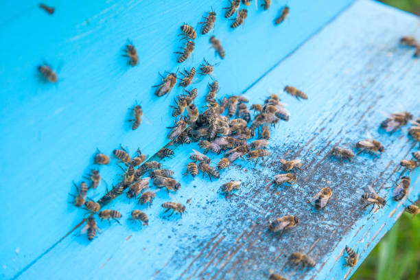 istock Swarming bees at the entrance of light blue beehive in apiary. 1137342199