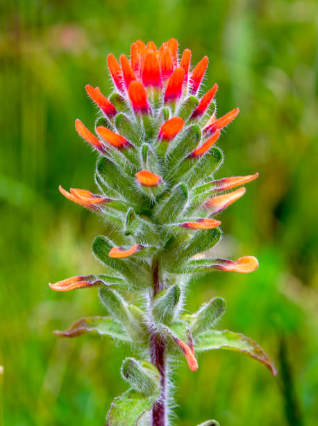 istock Scarlet Indian paintbrush flower 1137342278
