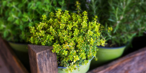 seleção de ervas culinárias frescas - herb garden healthy eating freshness marjoram - fotografias e filmes do acervo