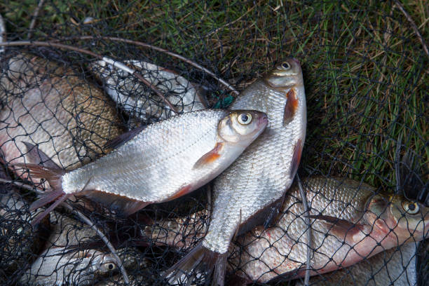 istock Freshwater white bream or silver bream on landing net. 1137343761