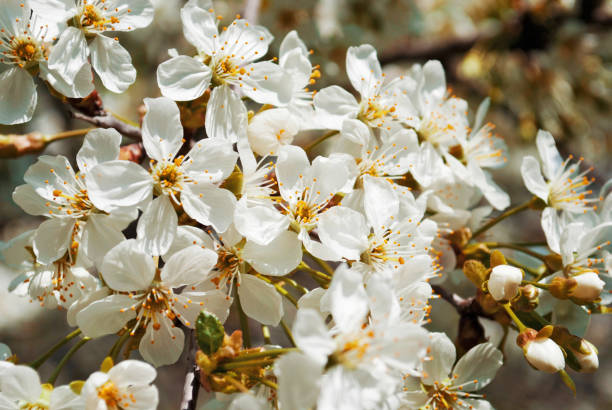 istock Blooming cherry in the garden 1137344765