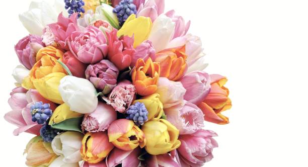 istock Spring tulips flowers on the white background 1137344860