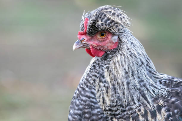 istock Hen portrait in the nice background 1137346153