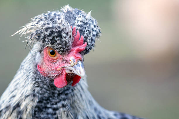 istock Hen with big topknot in the gray background 1137346154