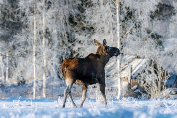 istock Female moose walking a cross a snow covered field in sunlight 1137346531